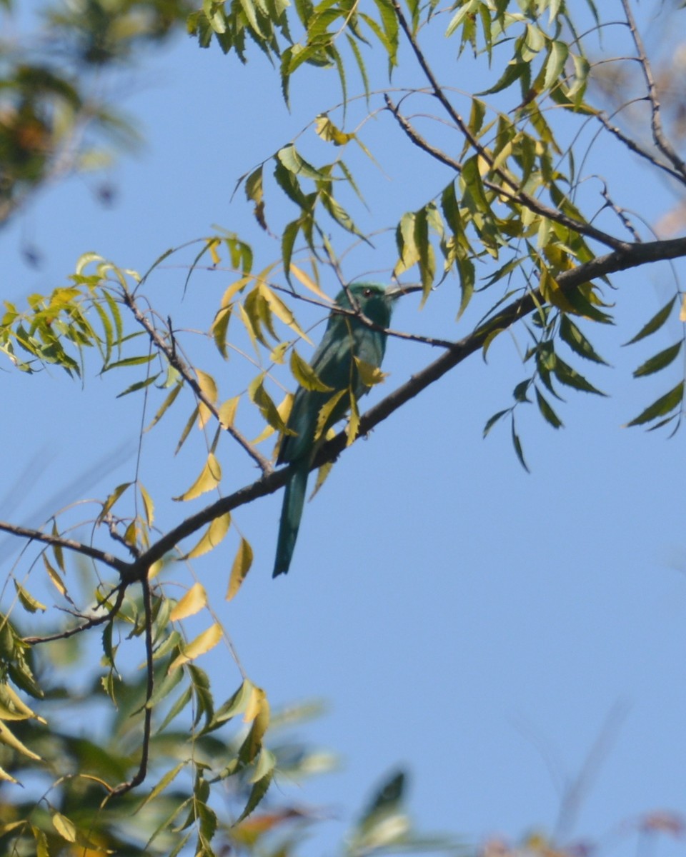 Blue-bearded Bee-eater - ML221260531