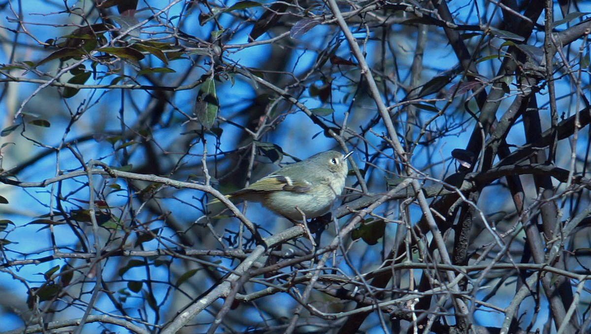 Ruby-crowned Kinglet - ML221261371