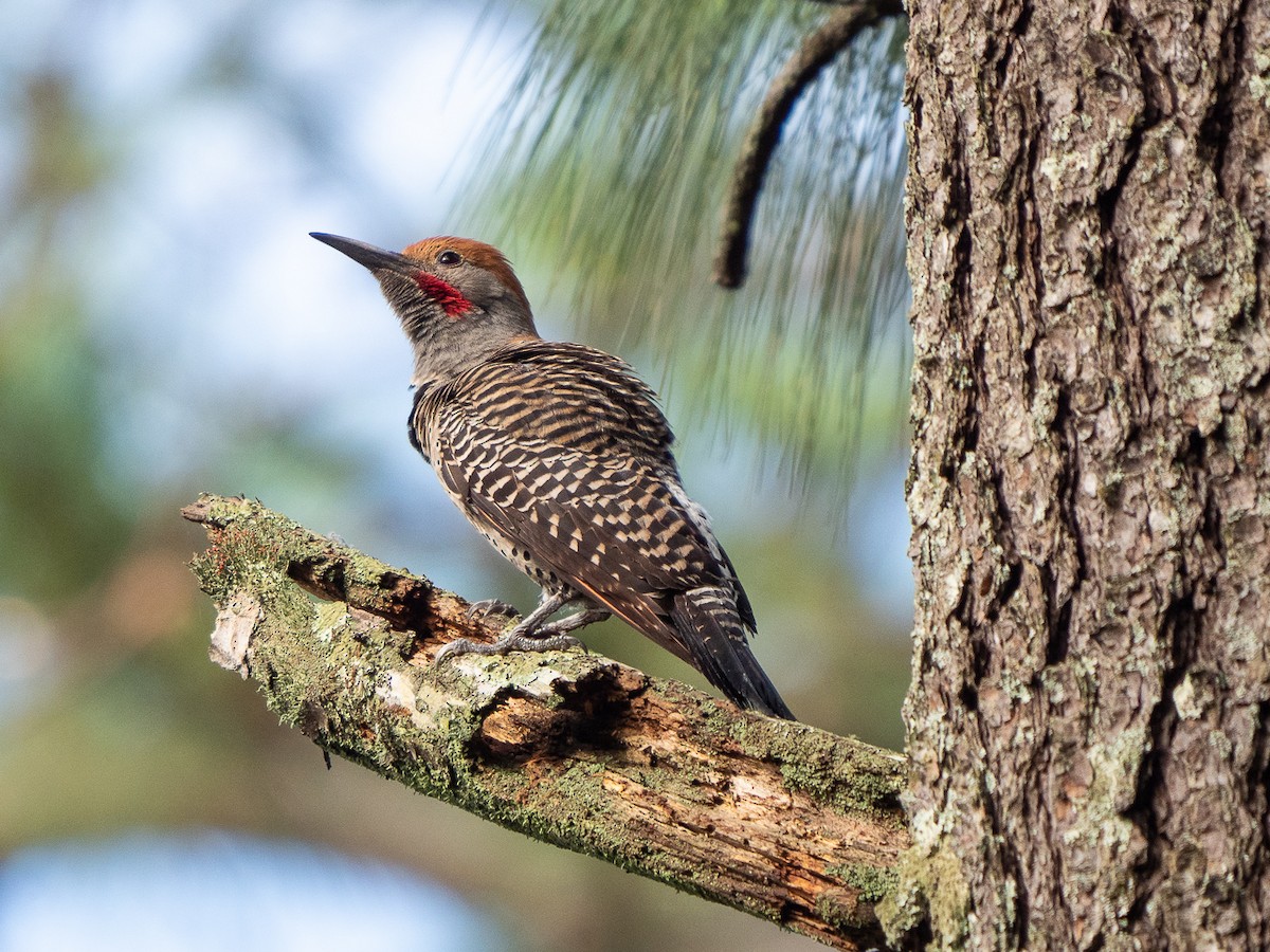 datel zlatý (ssp. mexicanoides) - ML221261491