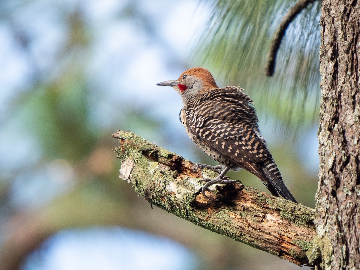 Northern Flicker (Guatemalan) - ML221261541