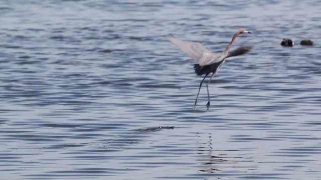 Reddish Egret - ML221262061