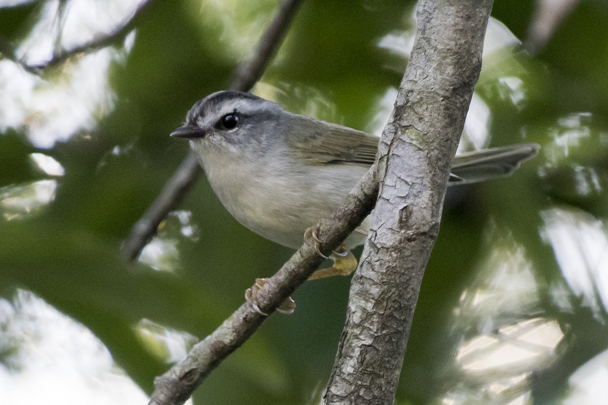 Golden-crowned Warbler - ML221262481