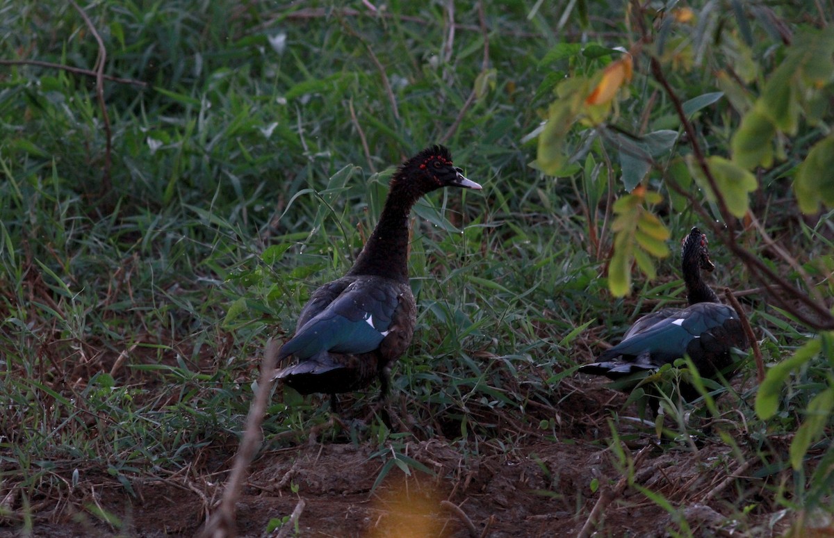 Muscovy Duck - ML22126301