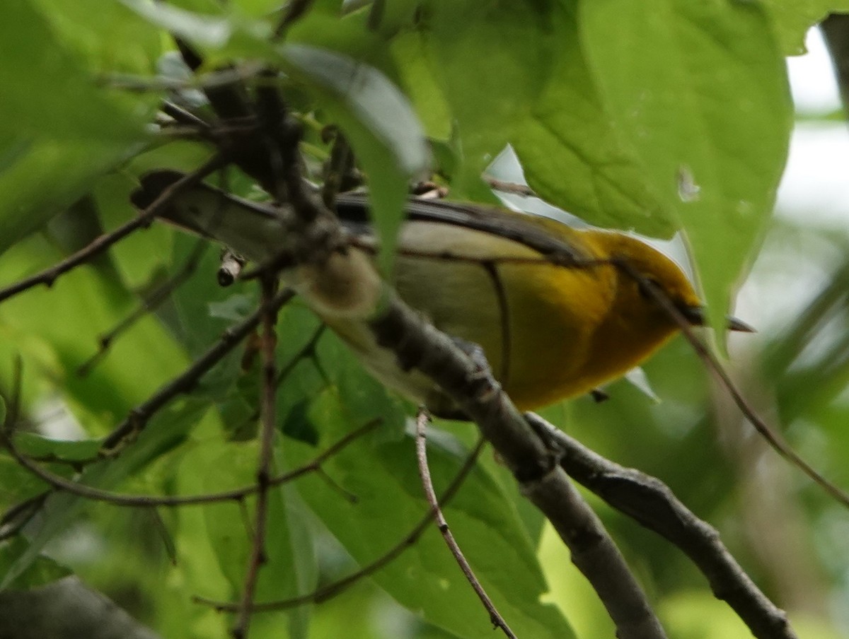 Prothonotary Warbler - ML221263281