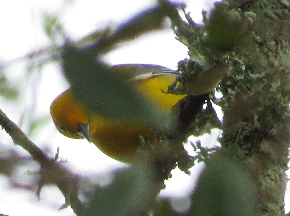 Prothonotary Warbler - ML221263371