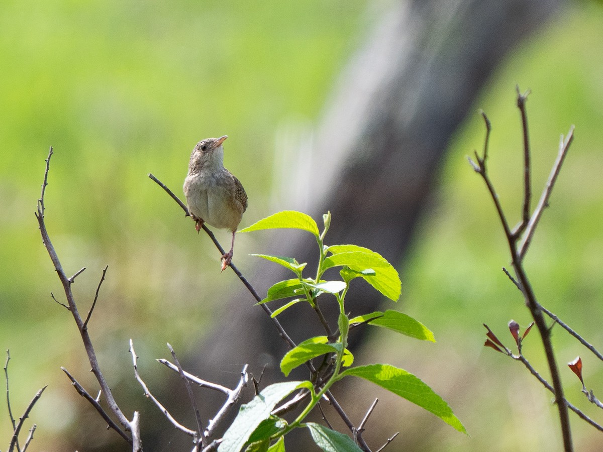 Grass Wren - Chris Fischer