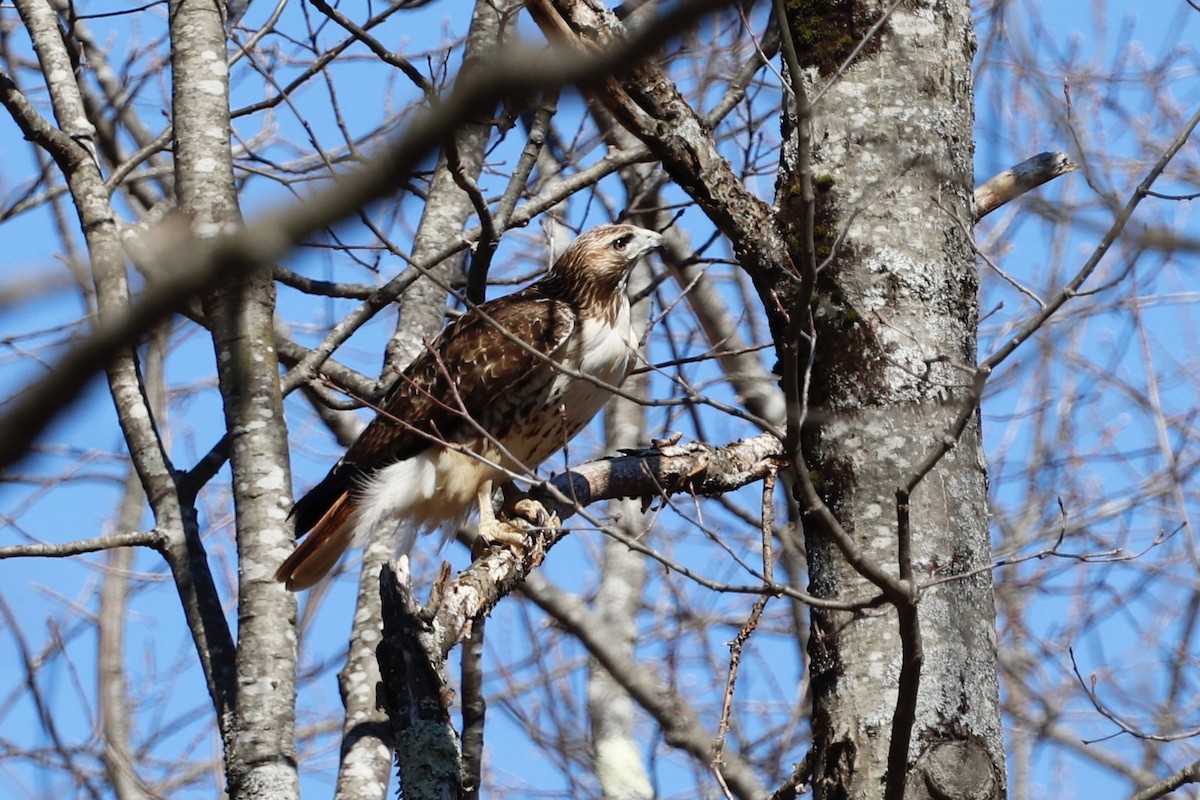 Red-tailed Hawk - ML221264301
