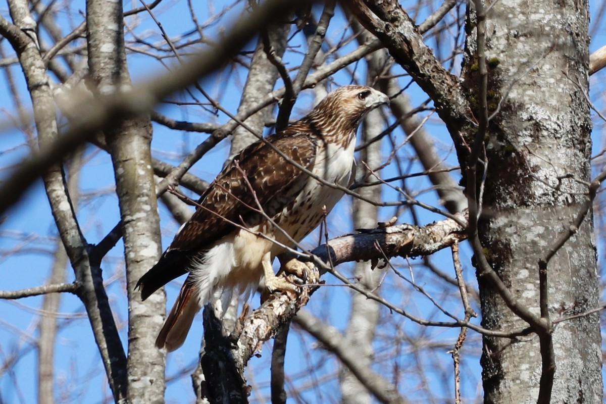 Red-tailed Hawk - ML221264311