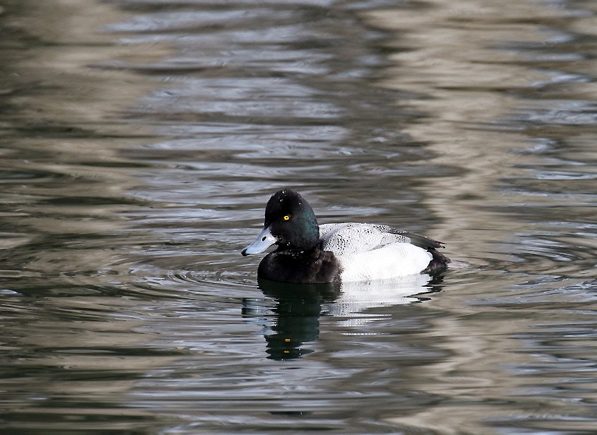 Lesser Scaup - Alan Versaw