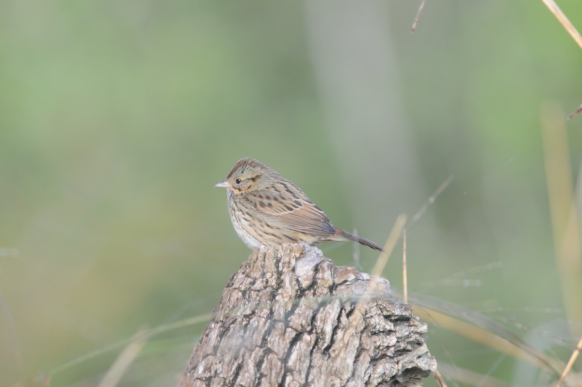 Lincoln's Sparrow - ML221265461