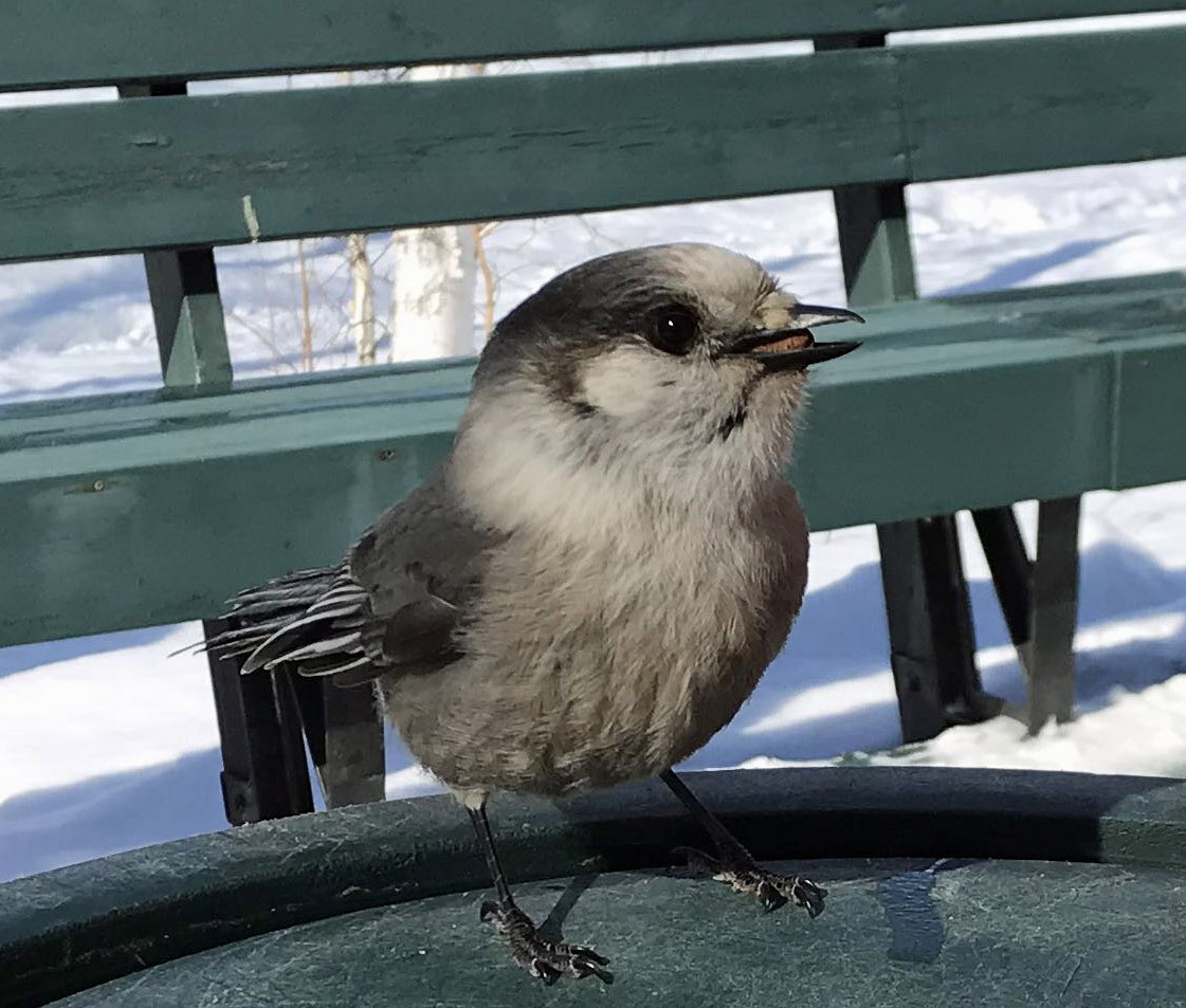 Canada Jay - ML221265491