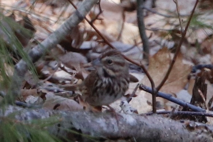 Song Sparrow - ML221266461