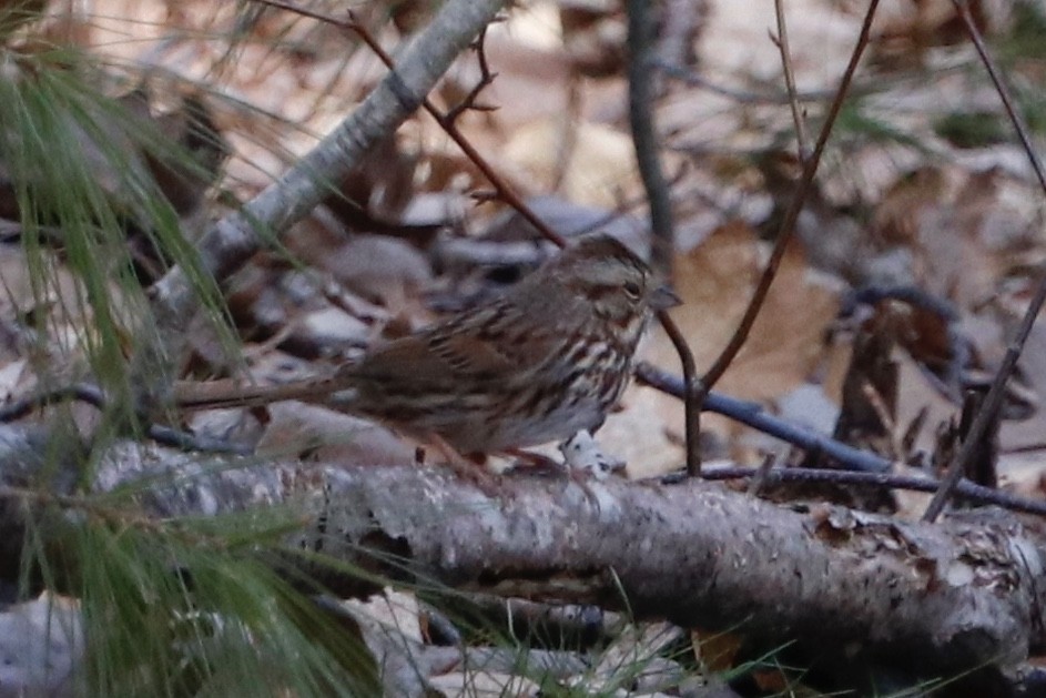 Song Sparrow - ML221266471