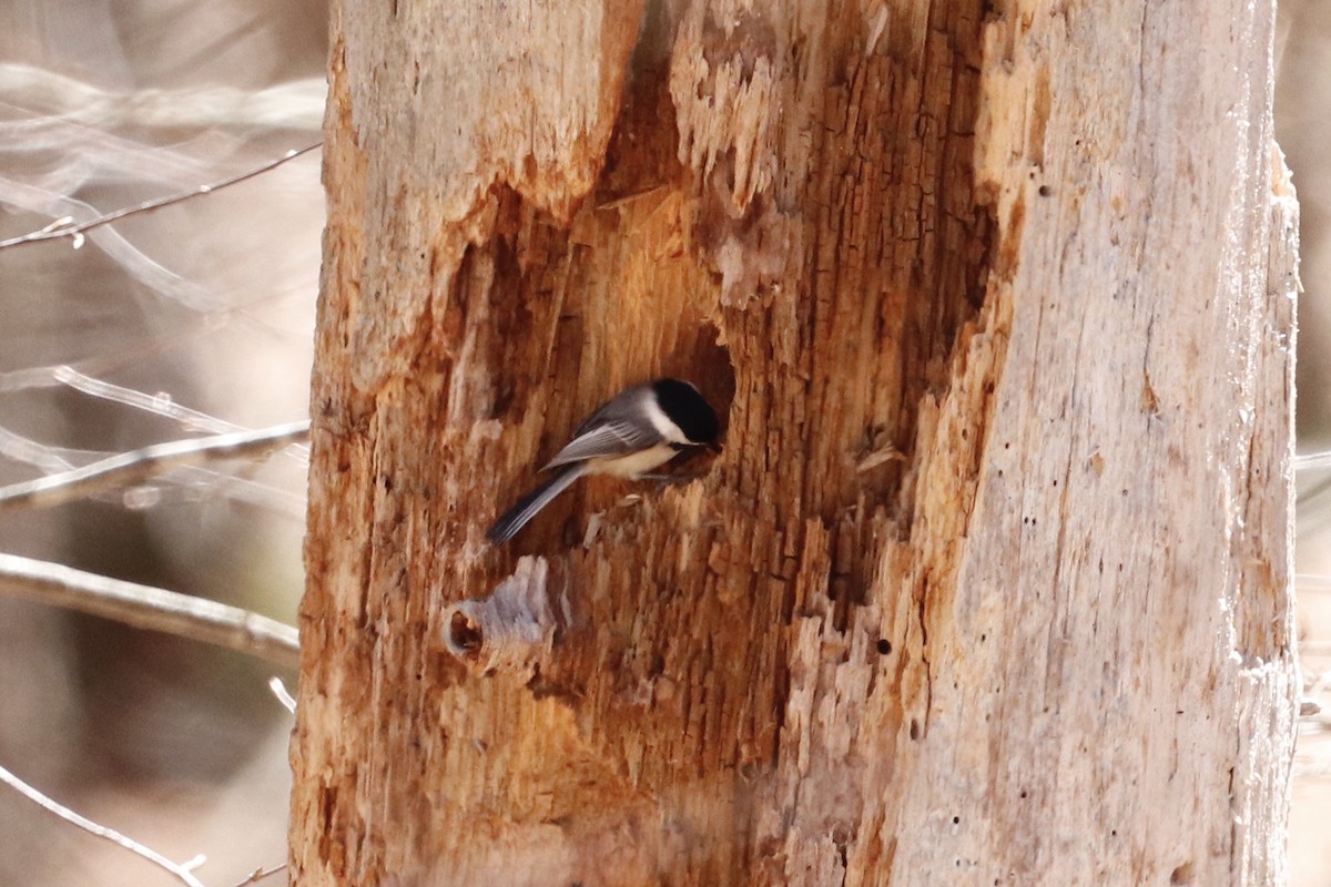 Black-capped Chickadee - ML221266551