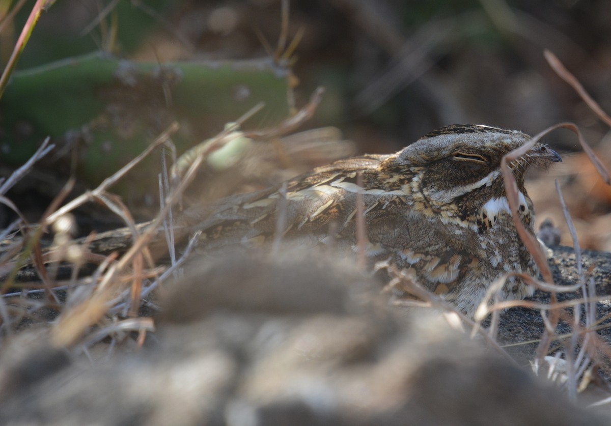 Indian Nightjar - ML221267491