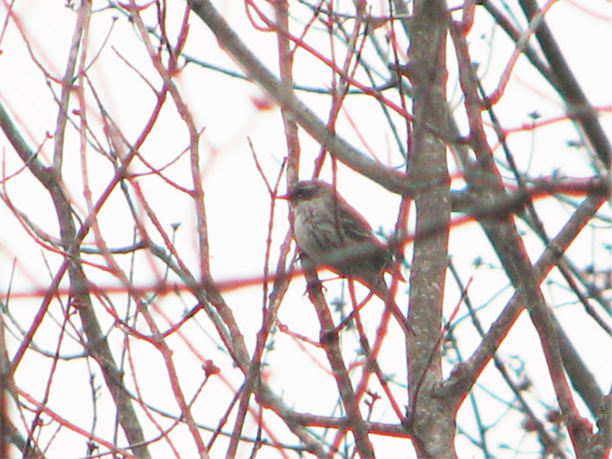 Yellow-rumped Warbler - ML221267991