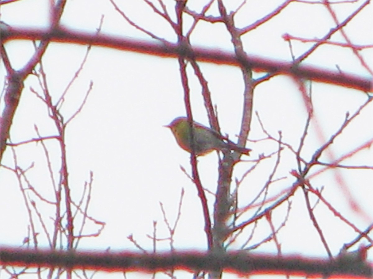 Pine Warbler - ML221268021