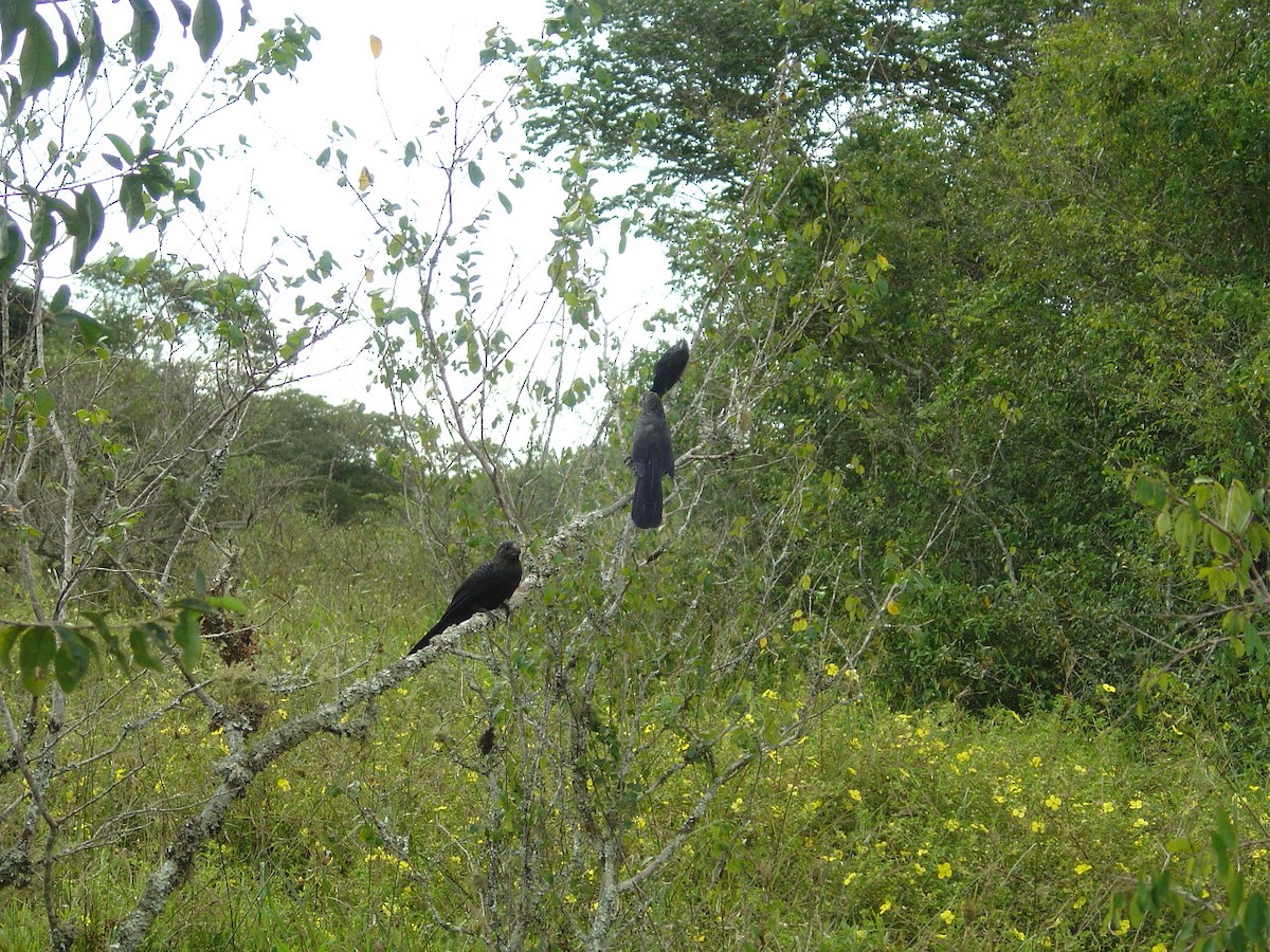 Smooth-billed Ani - Nathan Beccue