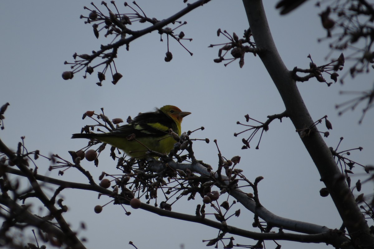 Western Tanager - ML22126821