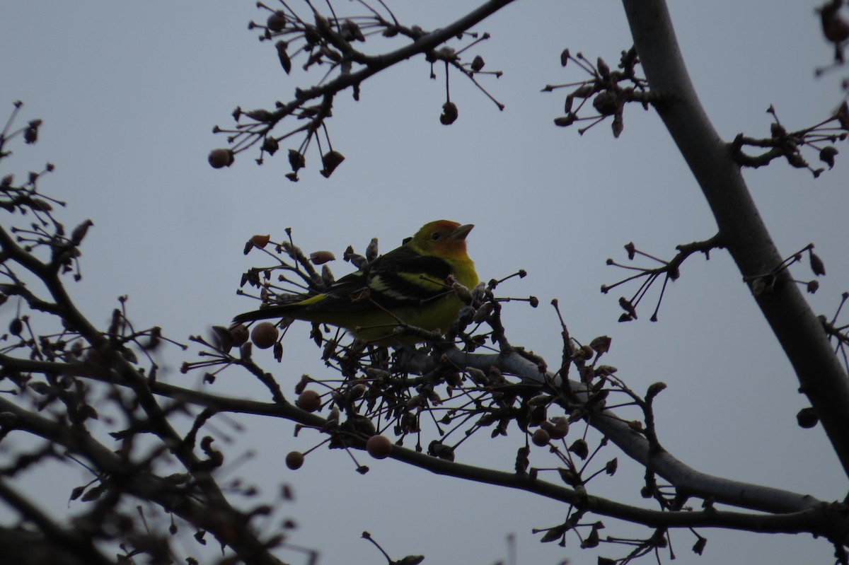 Western Tanager - ML22126871