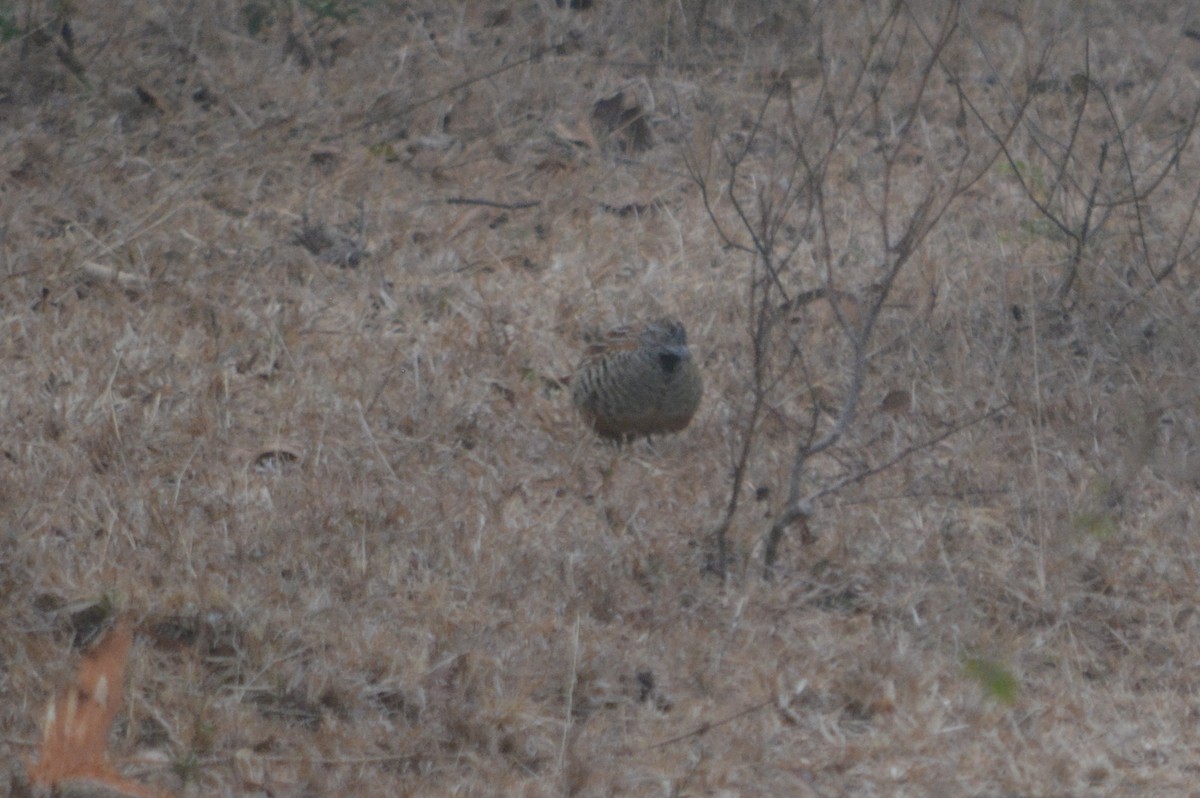 Barred Buttonquail - ML221268791