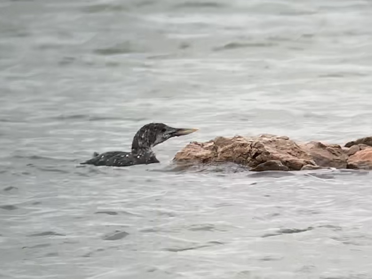 Yellow-billed Loon - Jacob Crissup