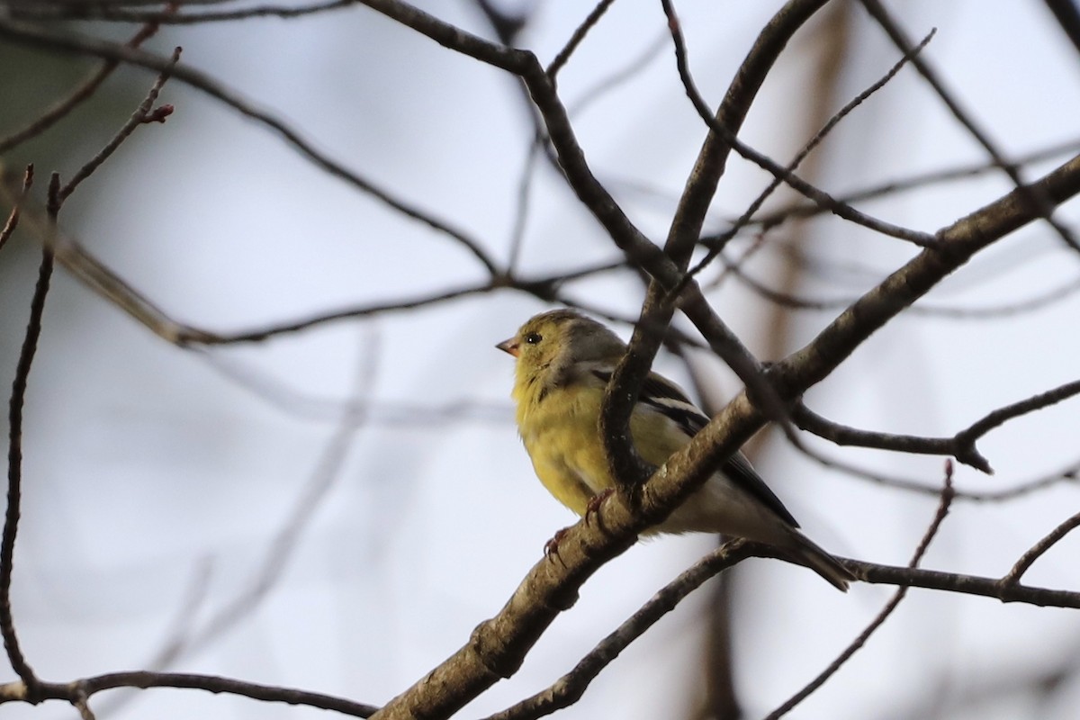 American Goldfinch - ML221268931