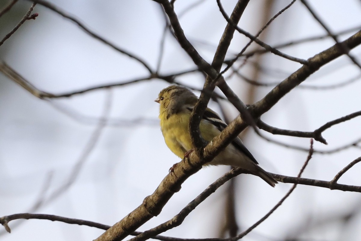 American Goldfinch - ML221268961