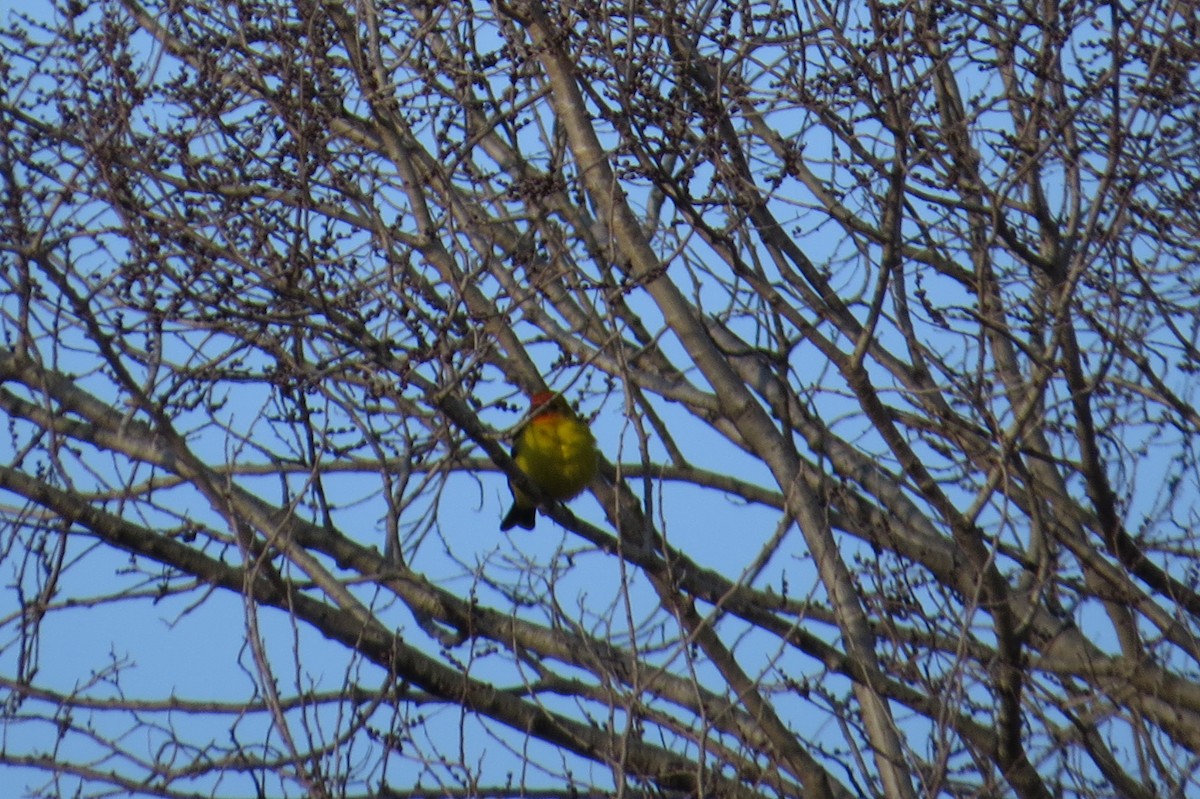 Western Tanager - ML22126901