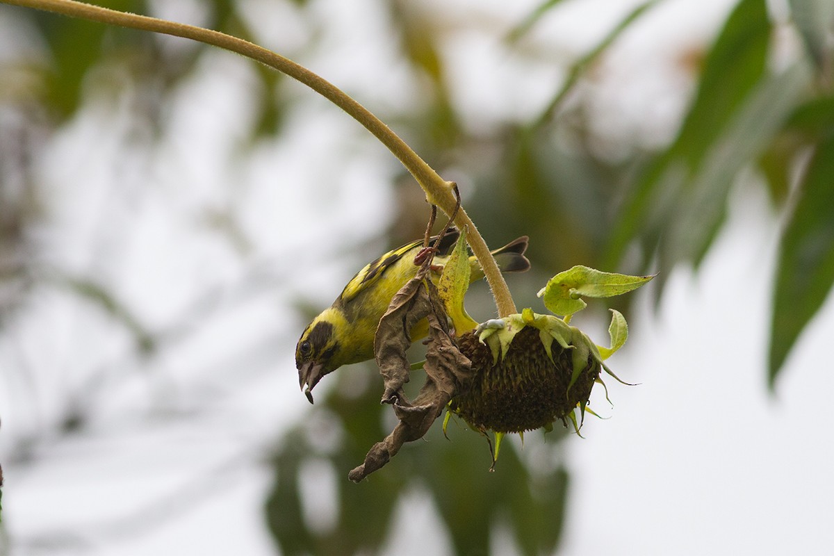 Yellow-breasted Greenfinch - Dibyendu Ash
