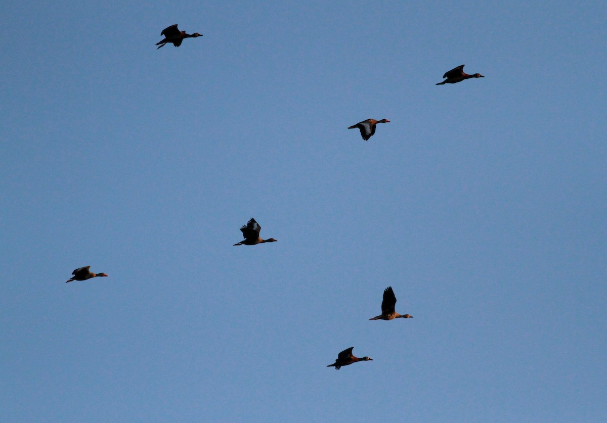 Black-bellied Whistling-Duck (autumnalis) - Jay McGowan