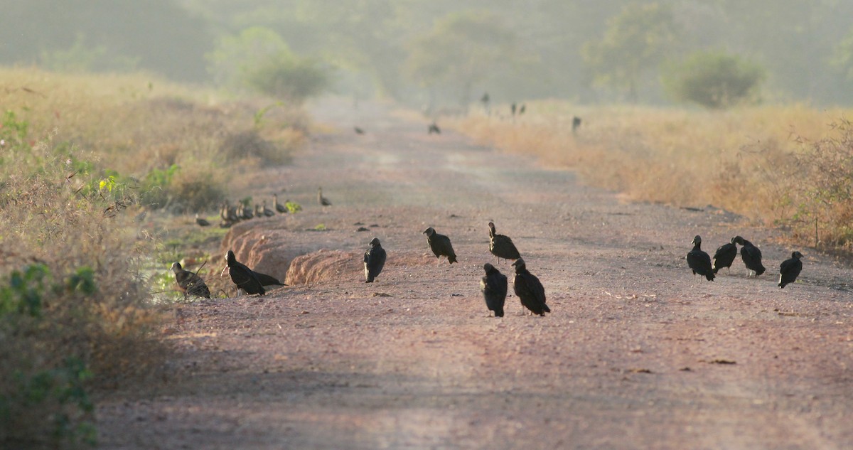 Black Vulture - ML22127271