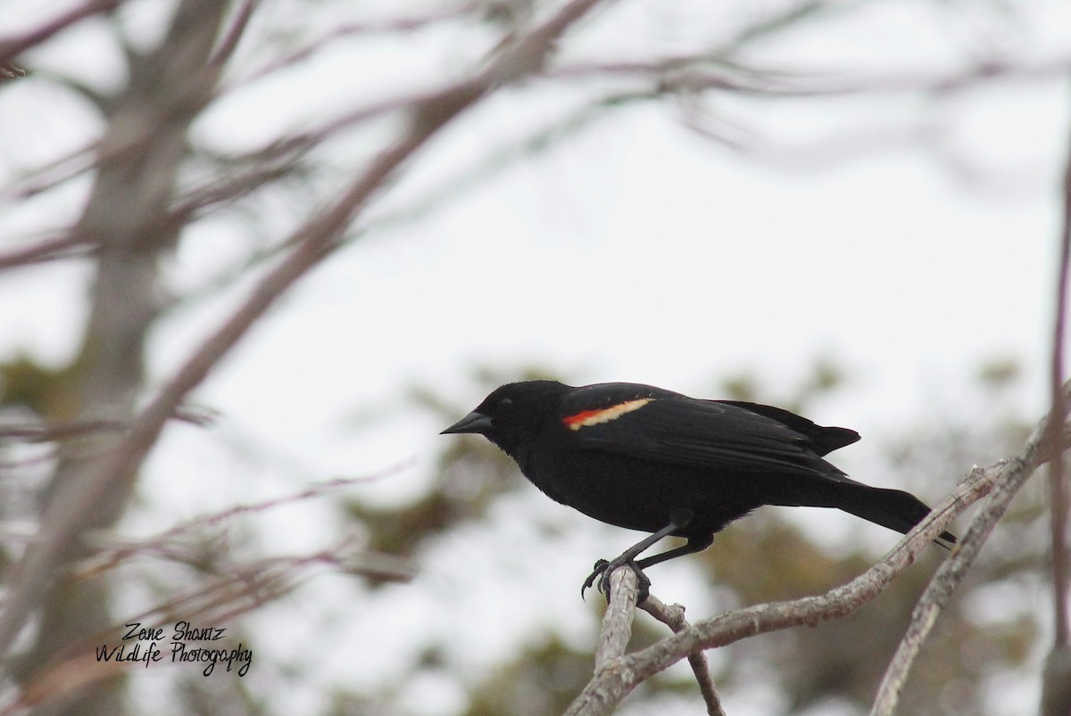 Red-winged Blackbird - ML221274001