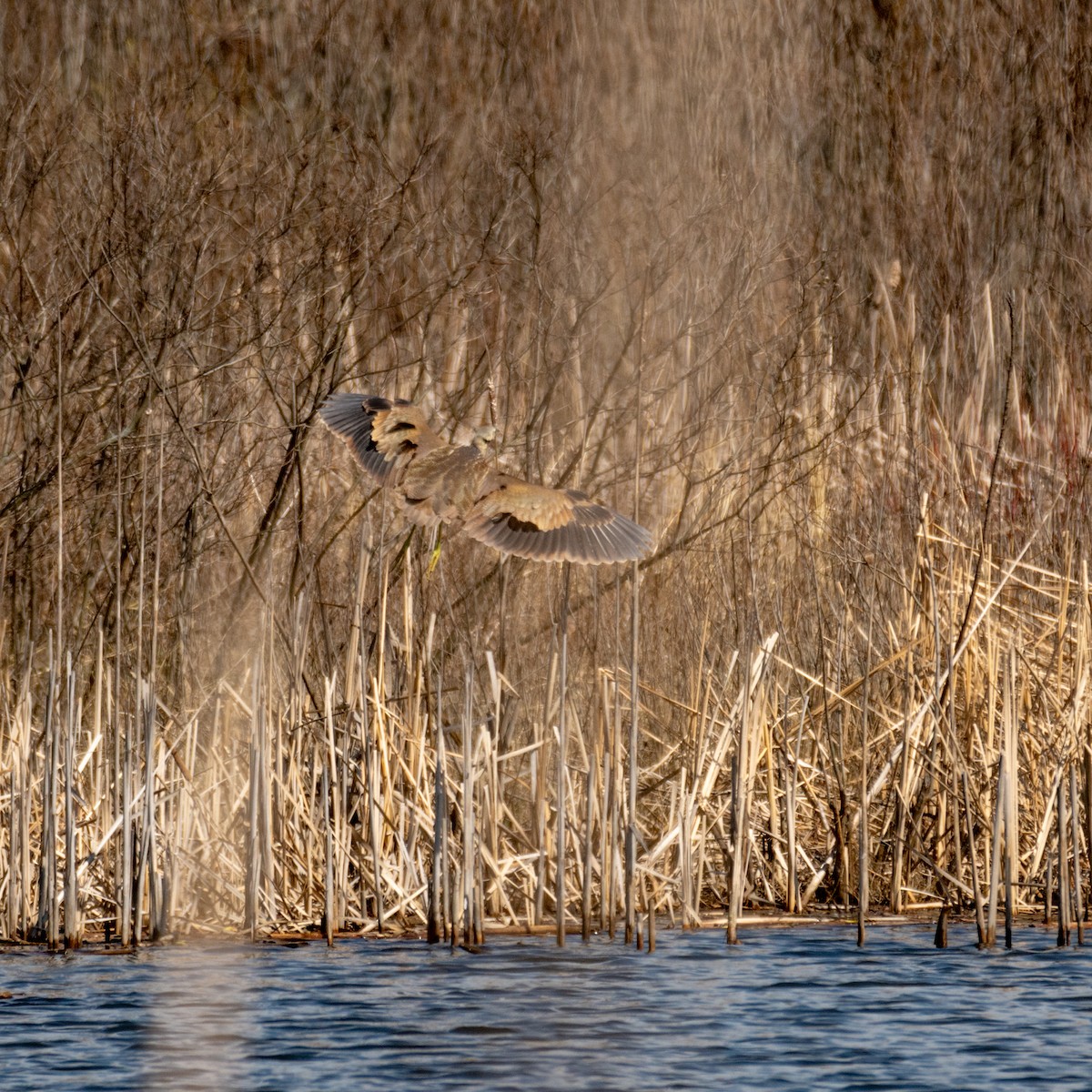 American Bittern - ML221274711