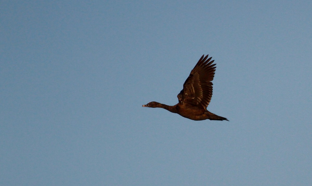 Muscovy Duck - ML22127481