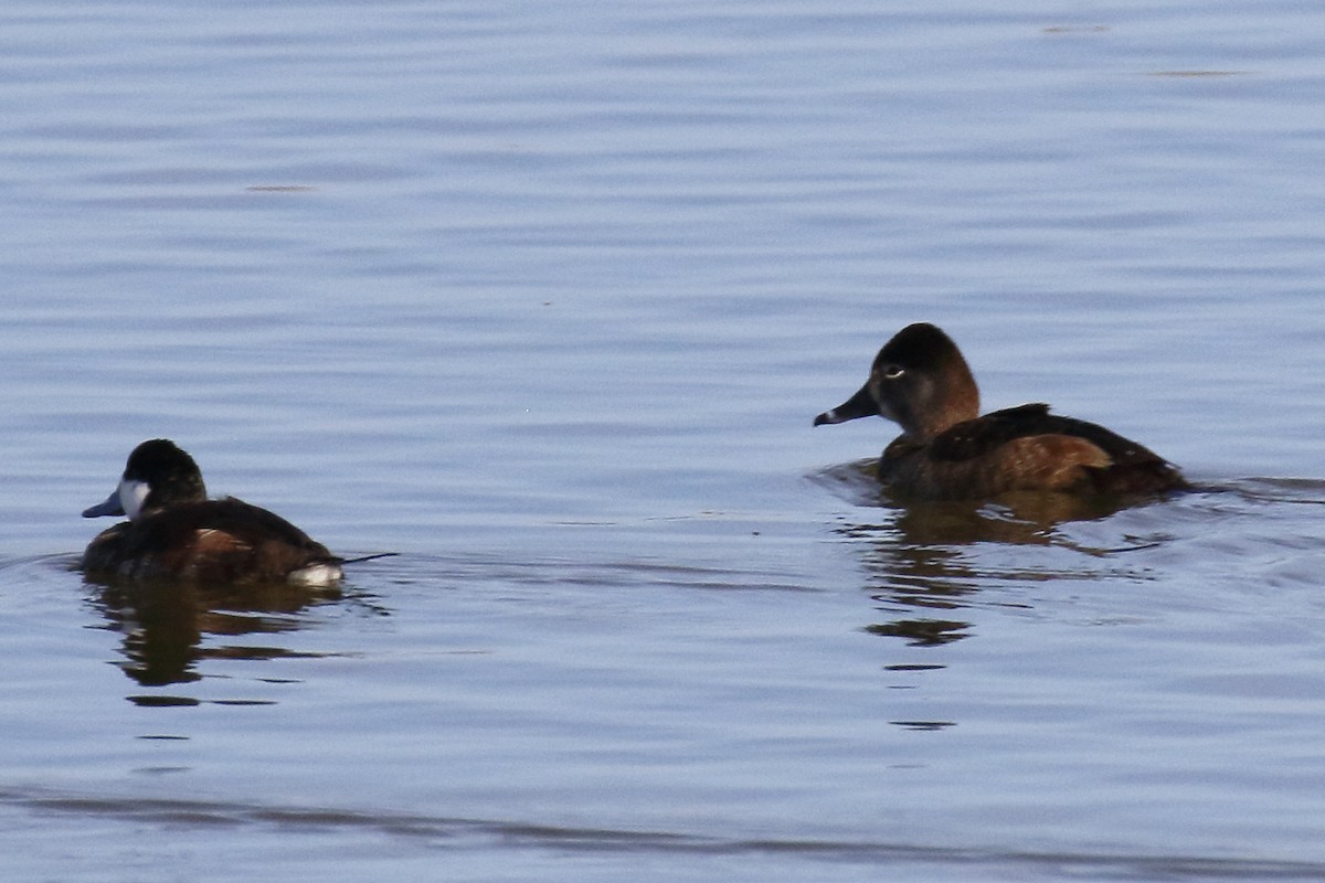 Ring-necked Duck - ML221275591