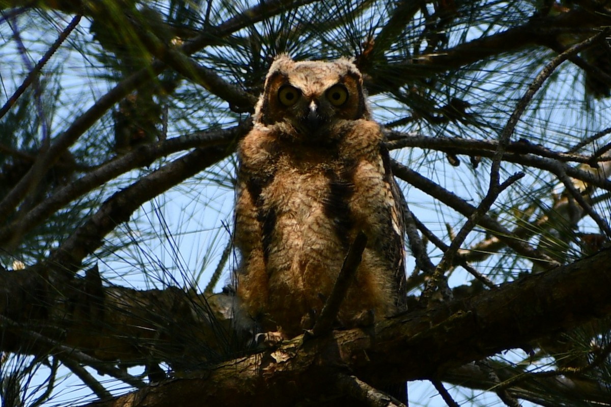Great Horned Owl - ML221276271