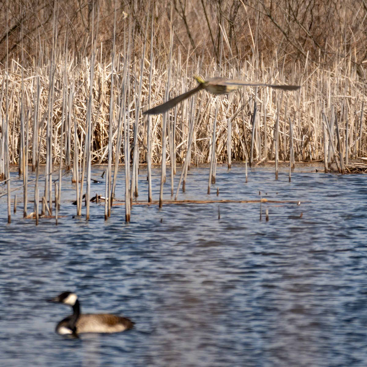 American Bittern - ML221276591