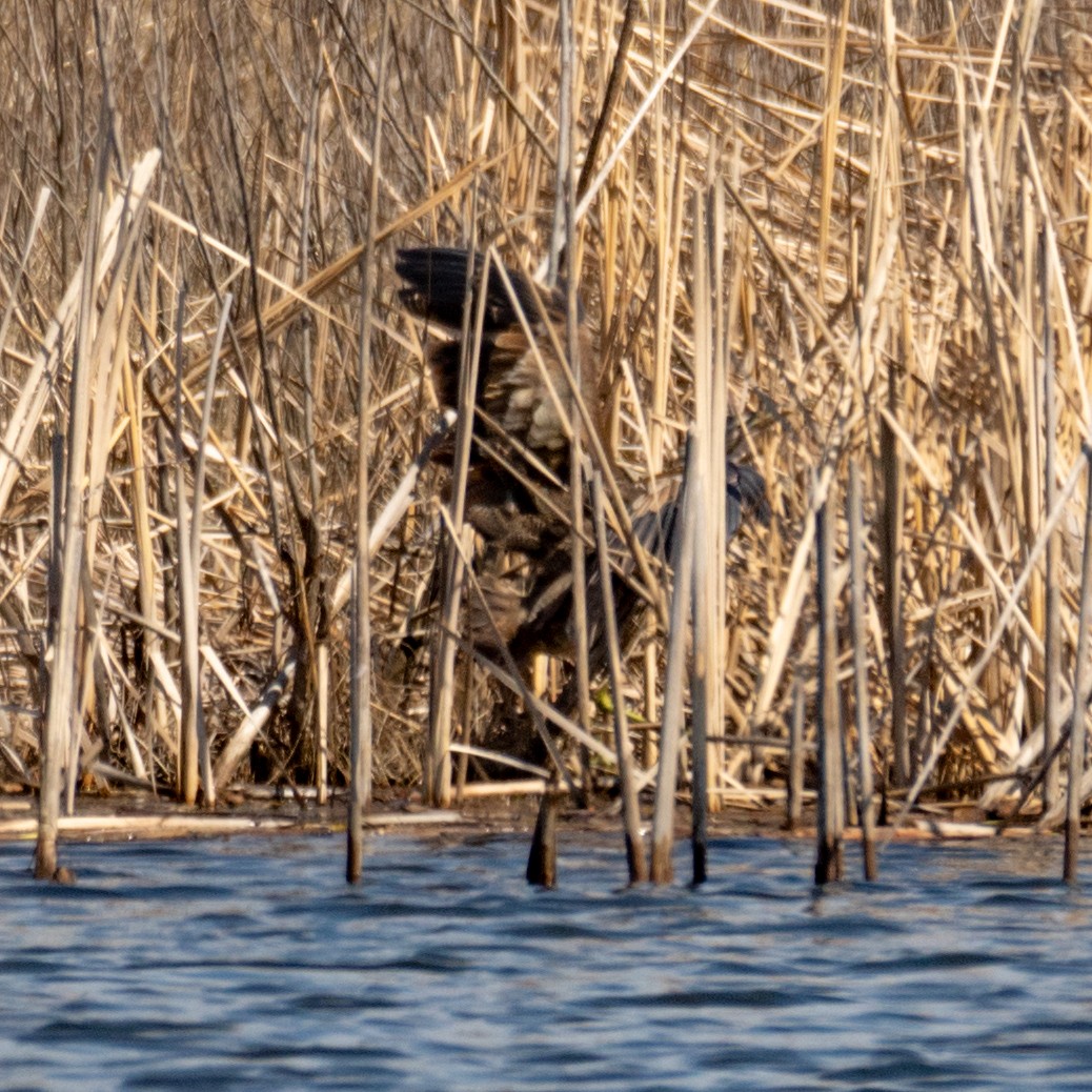 American Bittern - ML221277261