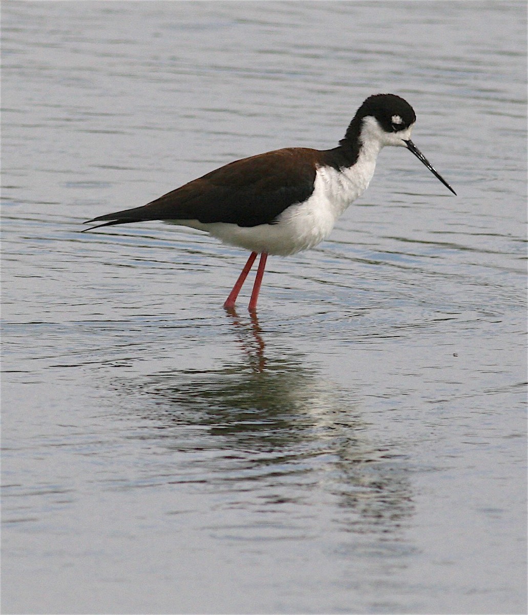 Black-necked Stilt - ML221277391