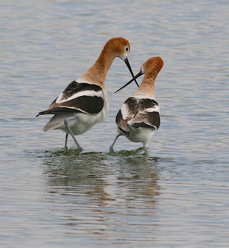 American Avocet - Anonymous