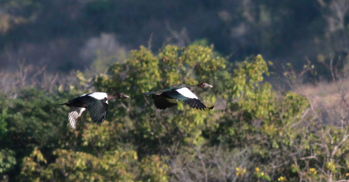 Muscovy Duck - ML22127831