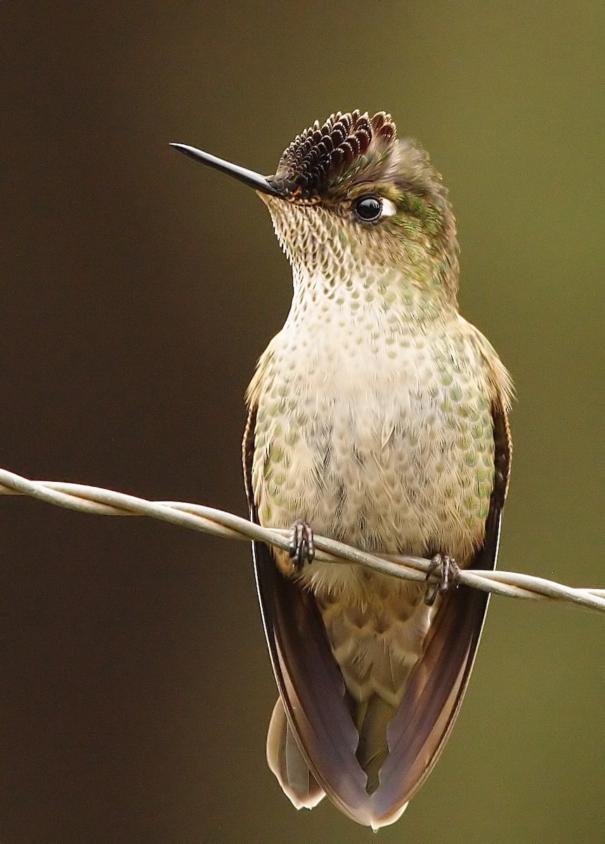 Green-backed Firecrown - ML221278861