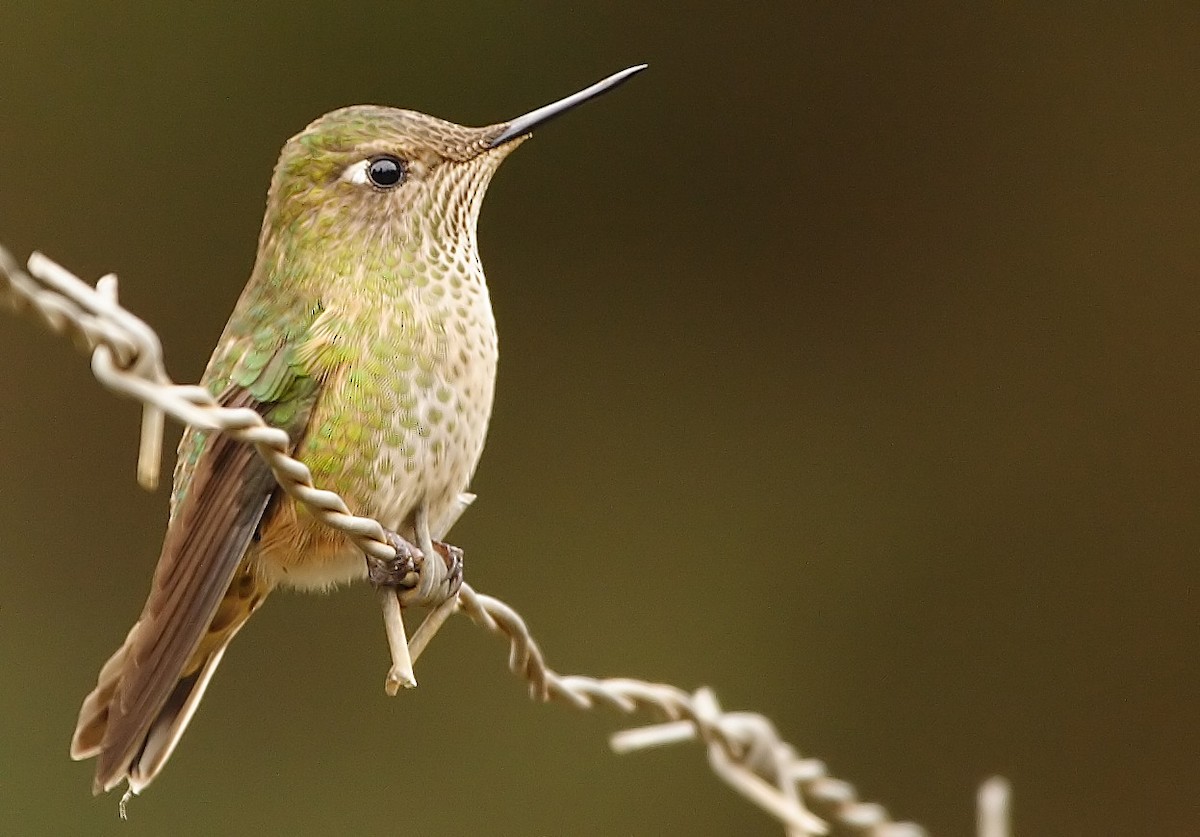 Green-backed Firecrown - ML221278991