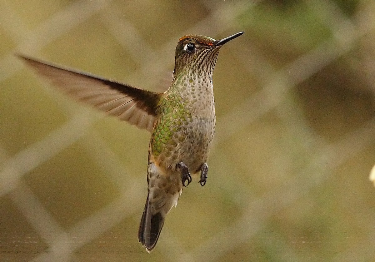Green-backed Firecrown - ML221279091