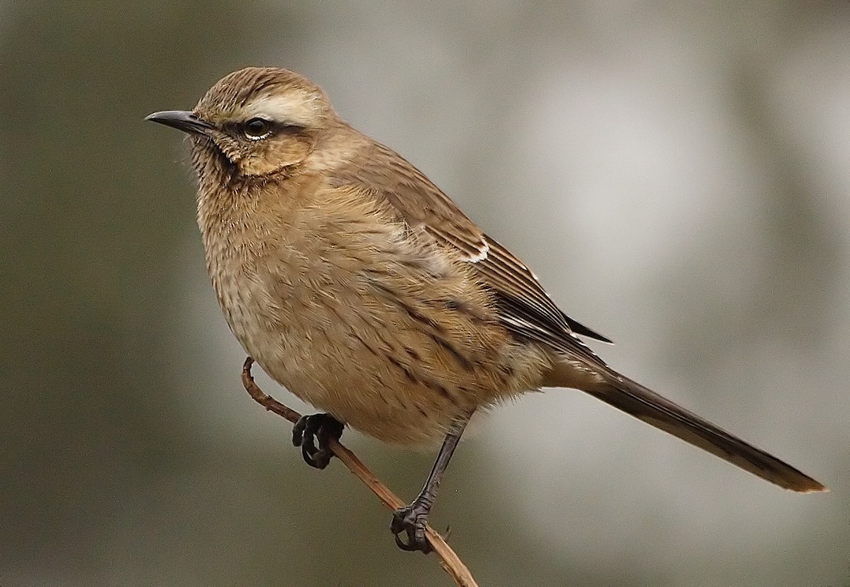 Chilean Mockingbird - ML221279131