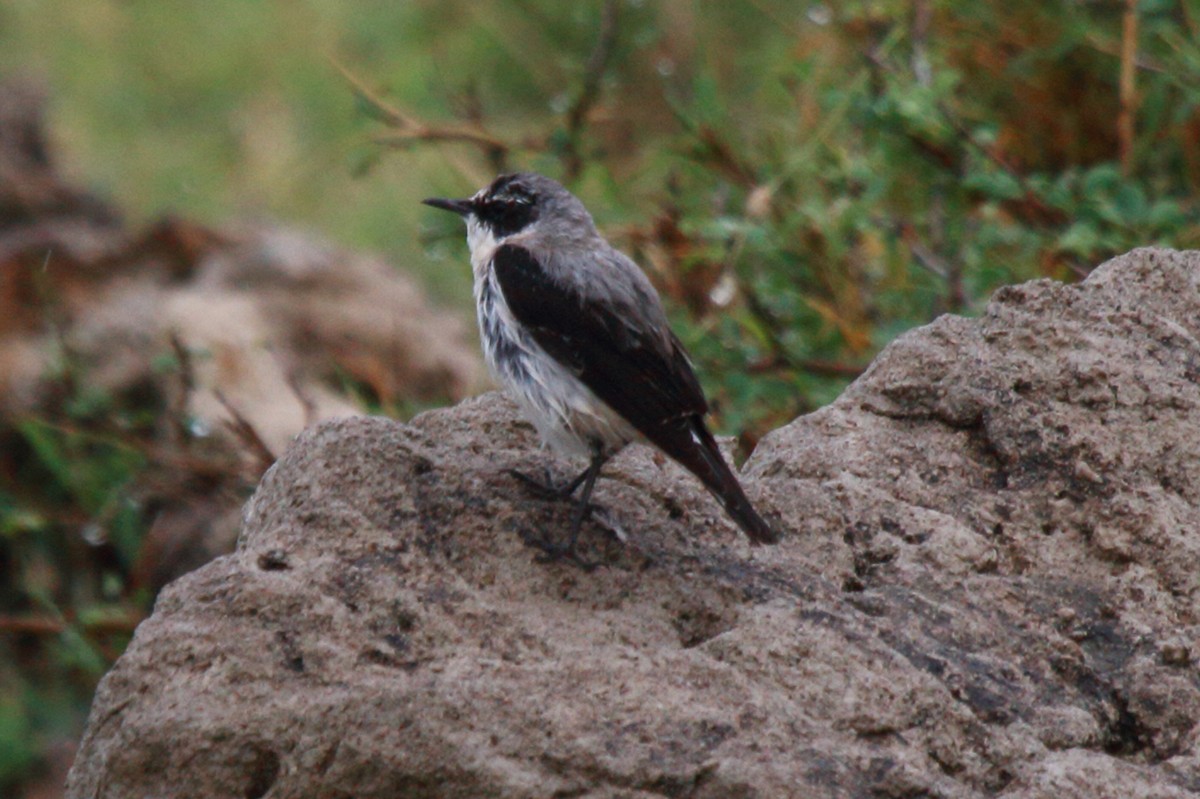 Northern Wheatear - ML221279341