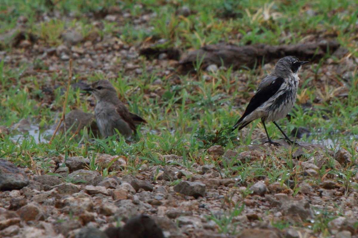 Northern Wheatear - ML221279361