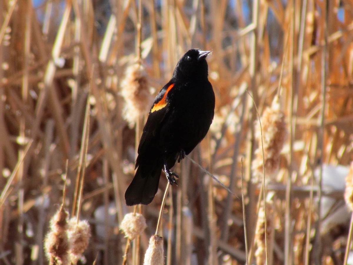 Red-winged Blackbird - ML221279691