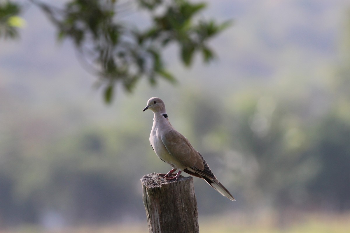 Eurasian Collared-Dove - ML221279981